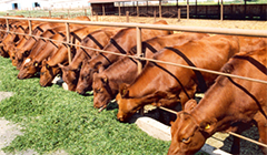 SAP畜牧养殖|现代农业ERP